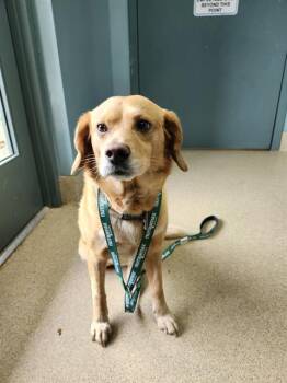 Beagle and Mixed Breed Dogs Available for Adoption in Newton, North Carolina - BUDDY | PetCurious