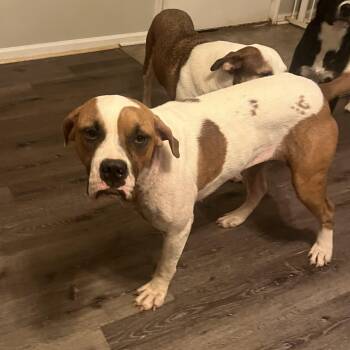 Nivvy -  Pit Bull Terrier and Boxer Dog for Adoption in Cornelius, North Carolina - Nivvy | PetCurious