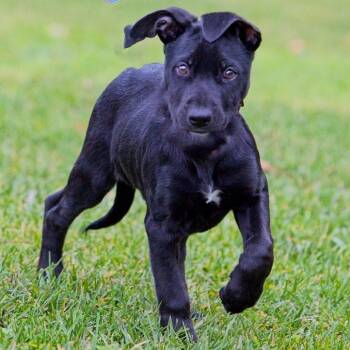 Rachel -  Mixed Breed Dog for Adoption in South Elgin, Illinois - Rachel | PetCurious
