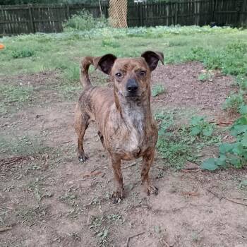 Cheesesteak -  Chihuahua and Dachshund Dog for Adoption in Durham, North Carolina - Cheesesteak | PetCurious