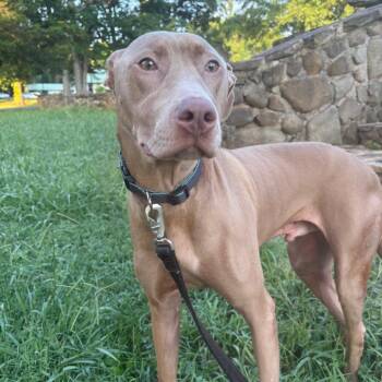 Milo -  Mixed Breed Dog for Adoption in Winston-salem, North Carolina - Milo | PetCurious