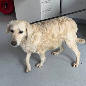 Rescue Golden Retriever Dogs for Adoption in Kittanning, Pennsylvania - Barbara Ann OOTS | PetCurious