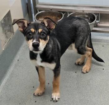 German Shepherd Dog Dogs Available for Adoption in Plano, Texas - Tiramisu A217982 | PetCurious