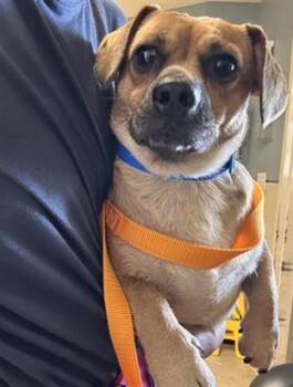CHUG -  Dachshund and Chihuahua Dog for Adoption in Riverside, California - CHUG | PetCurious