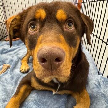 Charlie Brown -  Mixed Breed Dog for Adoption in Bentonville, Arkansas - Charlie Brown | PetCurious