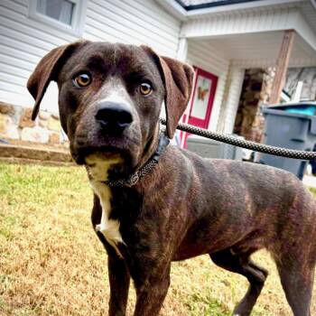 American Bully and Plott Hound Dogs Available for Adoption in Powell, Tennessee - Theo | PetCurious