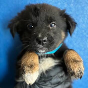 WINKY -  Shepherd and Mixed Breed Dog for Adoption in Richmond, California - WINKY | PetCurious