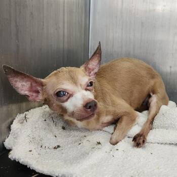 Chihuahua Dogs Available for Adoption in San Antonio, Texas - ESTRELLA | PetCurious