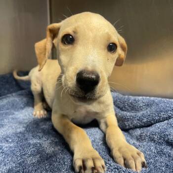 Nimbus -  Mixed Breed Dog for Adoption in Valley, Alabama - Nimbus | PetCurious