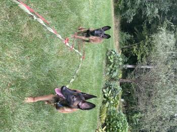 Swan & Heron -  Belgian Shepherd Malinois Dog for Adoption in Duxbury, Massachusetts - Swan & Heron | PetCurious