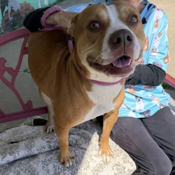Pit Bull Terrier Dogs Available for Adoption in Trenton, Missouri - Bella | PetCurious