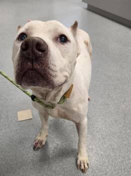 MARDI GRAS -  Pit Bull Terrier Dog for Adoption in Indianapolis, Indiana - MARDI GRAS | PetCurious