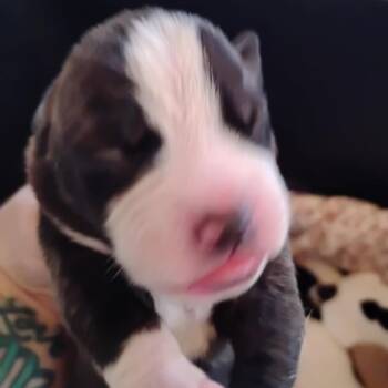 Mixed Breed Dogs Available for Adoption - Sally | PetCurious