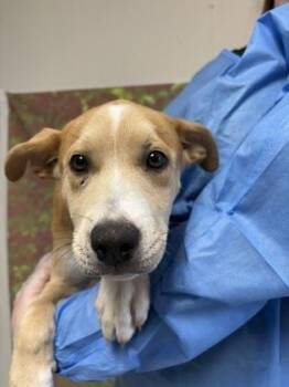 Agnes -  Labrador Retriever and Terrier Dog for Adoption in San Antonio, Texas - Agnes | PetCurious