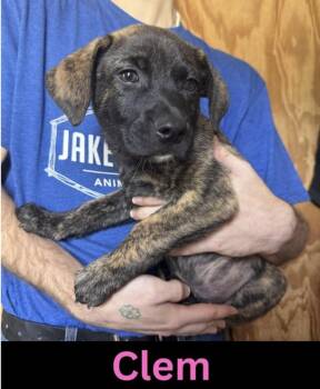 Mixed Breed Dogs Available for Adoption in The Woodlands, Texas - Clem | PetCurious