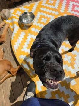 Cheetos -  Pit Bull Terrier and Black Labrador Retriever Dog for Adoption in Wantagh, New York - Cheetos | PetCurious