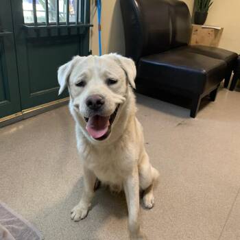 Kumo -  Shepherd and Great Pyrenees Dog for Adoption in Pasadena, California - Kumo | PetCurious