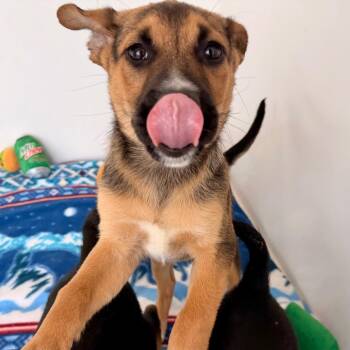 Woodson -  Labrador Retriever and Border Collie Dog Available for Adoption in Green Bay, Wisconsin - Woodson | PetCurious