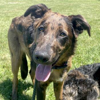 Porter -  Catahoula Leopard Dog Dog for Adoption in Allegan, Michigan - Porter | PetCurious