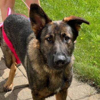 Rescue German Shepherd Dog Dogs for Adoption in Lancaster, Ohio - Sasha | PetCurious