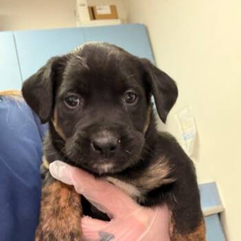 Mixed Breed Dogs Available for Adoption - Dawn | PetCurious