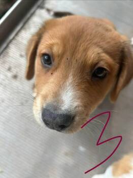 Corgi and Mixed Breed Dogs Available for Adoption in Richardson, Texas - 26-030 Ranger | PetCurious