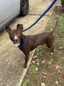 Rescue Pit Bull Terrier Dogs for Adoption in Grayson, Georgia - Bento | PetCurious