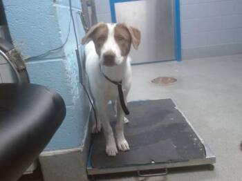 Labrador Retriever and Mixed Breed Dogs Available for Adoption - PRINCE | PetCurious