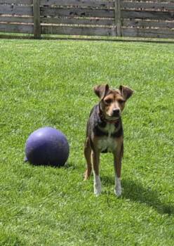 Jack Russell Terrier and Beagle Dogs Available for Adoption in Brookville, Pennsylvania - Charly | PetCurious