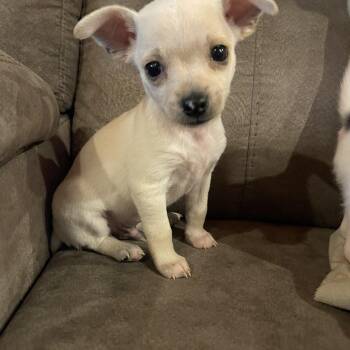Monty -  Chihuahua and Boston Terrier Dog for Adoption in Winter, Wisconsin - Monty | PetCurious