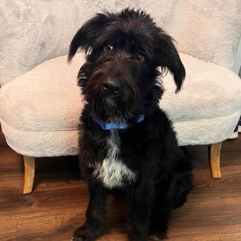 Hershey -  Labradoodle and Standard Poodle Dog for Adoption in Buford, Georgia - Hershey | PetCurious