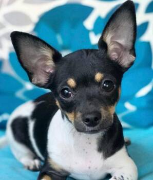 Opalyte -  Chihuahua Dog for Adoption in Anaheim, California - Opalyte | PetCurious