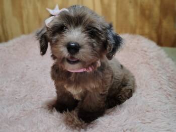 Pebbles -  Yorkshire Terrier Dog for Sale in Limestone, Tennessee - Pebbles | PetCurious