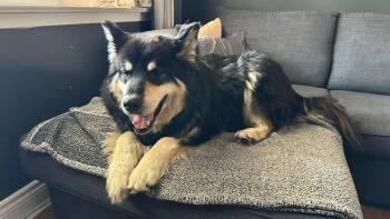 Eddy -  Husky and Shepherd Dog for Adoption in Toronto, Ontario - Eddy | PetCurious