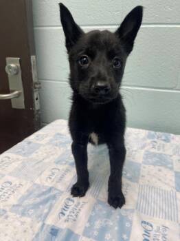 ARMY MEN -  Border Collie and Mixed Breed Dog for Adoption in Tulsa, Oklahoma - ARMY MEN | PetCurious