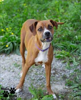 Journey -  Boxer Dog for Adoption in Sunbright, Tennessee - Journey | PetCurious