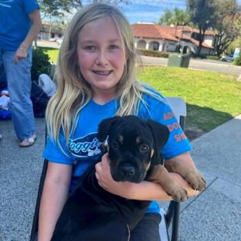 Rottweiler Dogs Available for Adoption in San Juan Capistrano, California - Mocha | PetCurious