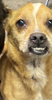 Rescue Chihuahua Dogs for Adoption in Riverton, Utah - Poochi | PetCurious