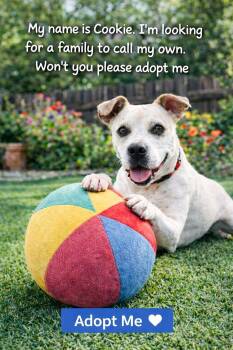 Terrier and American Bulldog Dogs Available for Adoption - Cookie | PetCurious