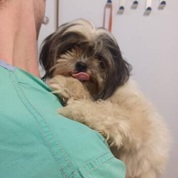 Dust Bunny -  Shih Tzu Dog for Adoption in Hattiesburg, Mississippi - Dust Bunny | PetCurious