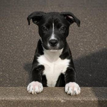 Beaker -  Terrier and Mixed Breed Dog for Adoption in Gwinn, Michigan - Beaker | PetCurious