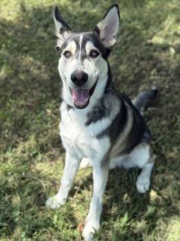 Rescue Siberian Husky and Mixed Breed Dogs for Adoption in Knoxville, Tennessee - Kiyo | PetCurious