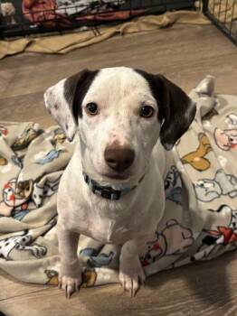 Jack -  Dachshund and Mixed Breed Dog for Adoption in Morton Grove, Illinois - Jack | PetCurious