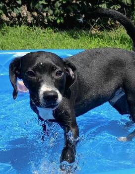 Pup Dean -  Hound Dog for Adoption in Washington, District Of Columbia - Pup Dean | PetCurious