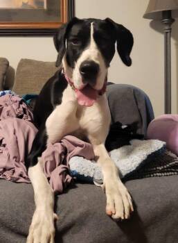 Fiona -  Great Dane Dog Available for Adoption in Salisbury, North Carolina - Fiona | PetCurious