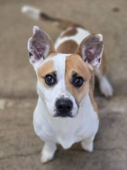 A.T -  Mixed Breed Dog for Adoption in Viroqua, Wisconsin - A.T | PetCurious