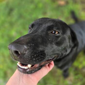 Briar -  Mixed Breed Dog for Adoption in Huntsville, Alabama - Briar | PetCurious