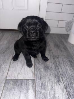 Blueberry (Blackberry) -  Mixed Breed Dog for Adoption - Blueberry (Blackberry) | PetCurious
