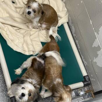 Rescue Mixed Breed Dogs for Adoption in Fairport, New York - Tom | PetCurious