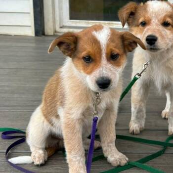 Bob -  Australian Shepherd and Australian Cattle Dog Blue Heeler Dog for Adoption in Decorah, Iowa - Bob | PetCurious